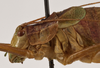 CollectionObject 1534646; 62a2855f-7259-4947-8b03-635db8948eb0: male pronotum, lateral view (holotype). (CollectionObject).