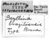 CollectionObject 1521530; 9c8666f2-9e35-4be3-92ac-f72f07e4b7da: Image Carbonell, C.S. labels (lectotype). (CollectionObject).