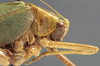 CollectionObject 1506508; 79009009-0d05-445d-bd55-9e1382000405: male pronotum, lateral view (syntype of Plagiopleura arbustorum). (CollectionObject).