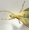CollectionObject 1582865; Depo SF.DepoID 3769, Coll. RC 16-128, db33c123-fb4a-4fa2-aac7-a5b1a7942d21: copyright Royce Cumming. female: head & thorax, dorsal view (paratype). (CollectionObject).