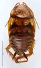 CollectionObject 1587385; MNHN(SF IMPORT DUPLICATE) MNHN-EP-EP934, 2bfd4668-f53a-428e-b759-c95ed4db234e: CC BY-NC-ND 4.0/MNHN - Depraetere Marion - 2014. Non type, sex unknown. Specimen number: MNHN-EP-EP934. http://coldb.mnhn.fr/catalognumber/mnhn/ep/ep934. (CollectionObject).