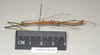 CollectionObject 1560285; c42665e7-922a-4a4e-bc70-12928f7e520e: copyright Natural History Museum, London. male, lateral view (syntype). (CollectionObject).;CollectionObject 1560286; 3e34dd6f-f719-45b4-b973-e3a6199c4aaf: copyright Natural History Museum, London. male, lateral view (syntype). (CollectionObject).