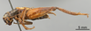 Male, lateral view (lectotype) Depicts CollectionObject 1961677; 7303924b-bee8-4ccc-bbce-9afa9b0550e5, a CollectionObject.