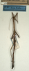 CollectionObject 1559473; NMW 568, 94eebfd5-a561-4955-b1dd-fc84b2701739: copyright NMW, Vienna. female of synonym Prisomera morbosum (holotype). (CollectionObject).