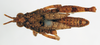 CollectionObject 1572719; 24c6a398-0aec-425d-8f3a-8c9fee0dff71: male, dorsal view (paratype of Ommexecha liaspis). (CollectionObject).