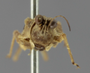 CollectionObject 1523089; 107120da-d1a5-4cea-82bf-4f1fa340443d: male, frontal view (lectotype). (CollectionObject).