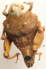 Crypsicerus glaber (Miller, 1932): dorsal view. (Otu).