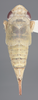 Habitus, dorsal view on Athysanella (Gladionura) falla Blocker & Johnson, 1990: Dorsal - female. (Observation).