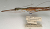 CollectionObject 1560770; 6a9b4cc3-9443-4dd4-9c7c-07b0a72d5648: copyright NMW, Vienna. male: head and thorax, lateral view (syntype). (CollectionObject).;CollectionObject 1560771; 8d27983c-ffa7-43a5-8c74-b4a56d66abb7: copyright NMW, Vienna. male: head and thorax, lateral view (syntype). (CollectionObject).