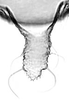 Aedeagus, ventral view.: Cauda (CA) of A. gossypii. (Observation).