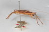 CollectionObject 1506604; e0526675-9fdd-412b-9306-9e352c5c2876: male, lateral view (syntype #2). (CollectionObject).