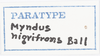 Other: !! display not done !! on Haplaxius nigrifrons (Ball, 1937): (Observation).
