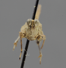 CollectionObject 1523117; 861847a3-055b-4b6a-b6cd-fd117f9f8db2: male, frontal view (holotype). (CollectionObject).