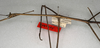 CollectionObject 1557457; 76c6667b-6b54-464a-b748-3b7fd0ffd81d, NMW 789: copyright NMW, Vienna. male: head and thorax, lateral view (lectotype). (CollectionObject).