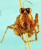 CollectionObject 1505143; 69d26072-6e86-4c8c-b012-1c756277638d, DORSA D086XF02: female, frontal view. (CollectionObject).