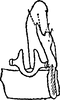Subgenital plate, ventral view on Dikraneura (Dikraneura) straminea (Distant, 1918): Subgenital plate, stylus and connective. (Observation).