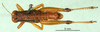 CollectionObject 1501083; ad4b212d-cf22-4b13-a379-67baf9aad016, DORSA BA000022S01: male, dorsal view (holotype). (CollectionObject).