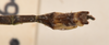 CollectionObject 1559668; e70602ff-800d-4997-bba6-2b38a3242b19: copyright OUMNH. male: end of abdomen, dorsal view of synonym Necroscia euplectes (holotype). (CollectionObject).