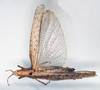 CollectionObject 1578619; 6df25dbb-c158-4223-989d-624776962e2d: female, dorsal view (paralectotype). (CollectionObject).