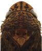Head on Coarctana rana (DeLong & Wolda, 1982): Male [DZUP]: head, pronotum and mesonotum, dorsal view. (Observation).