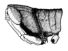Maculiparia guyanensis Carbonell, 2002: Fig. 52A. male head and pronotum, lateral view. (Otu).