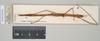 CollectionObject 1558844; NHMUK(SF IMPORT DUPLICATE) 845065-845067, 01e318c4-2f56-4b86-9b44-456982575eea: copyright Natural History Museum, London. female (paratype). (CollectionObject).