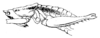 Anelytra (Anelytra) nigrifrons Redtenbacher, 1891: Pl. III, Fig. 54. habitus (body length 24-30 mm). (Otu).