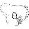 Pygofer, lateral view on Edwardsiana iranicola Zakhvatkin, 1947: Pygofer, lateral view. (Observation).