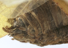 CollectionObject 1539796; a7971dad-8a5c-4b3c-9b49-d72f4f82ee32: male abdomen tip (holotype). (CollectionObject).
