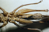 CollectionObject 1537873; 85f4e358-0014-490b-8f8a-6cd965909293: male, ventral view. (CollectionObject).