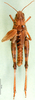 CollectionObject 1564443; 80bd6b64-6813-40bb-a04d-8342a423ad5d: female, dorsal view (allotype of Dociostaurus elbursianus caspicus). (CollectionObject).
