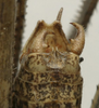 CollectionObject 1535172; df5ab340-c00d-4f67-9f92-e4800fb6bdb8: male cerci (holotype). (CollectionObject).