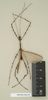 CollectionObject 1562298; f9ec7ba9-e176-4937-8ad0-aed1d8ded5f4, NHMUK(SF IMPORT DUPLICATE) 844570: copyright Natural History Museum, London. male of synonym Pericentrus multilobatus (paralectotype). (CollectionObject).
