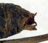 CollectionObject 1502449; a60ee6c5-395c-4927-96a5-be90d833aa6b: male cerci (syntype). (CollectionObject).