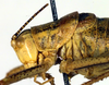 CollectionObject 1502235; 4a06850b-6de6-4898-89fd-e0cc0ddd6eb6: male head and pronotum, lateral view (paratype of Poecilimon albanicus). (CollectionObject).