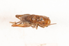 CollectionObject 1531192; a98131b5-0094-4ddd-a50d-6b0ccf725323: female, dorsal view (holotype). (CollectionObject).