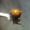 Head: !! display not done !! on Micrutalis pallens Fowler, 1895: (Observation).