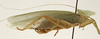 CollectionObject 1582517; f064c021-1f0f-44b7-94a8-324f60312a4a: male, lateral view (syntype of Microprion ceylonicus). (CollectionObject).