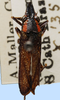 Habitus, dorsal view on Deselvana excavata (Le Peletier & Audinet-Serville, 1828): male: Deselvana excavata, Brazil, NCSU. (Observation).