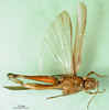 CollectionObject 1501345; 42af98e7-7c4a-43a6-bb3d-e3223d176b1b: female, ventral view (syntype of Gymnobothrus manca). (CollectionObject).