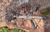 Eurycantha Boisduval, 1835: copyright Paul D. Brock. Eurycantha horrida male, culture stock Kawawoki, PNG [TYPE SPECIES]. (Otu).