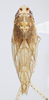 Habitus, dorsal view: (Observation).