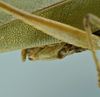 CollectionObject 1532255; c09be688-8ff6-4875-b7be-e5c37fd803ae: male terminalia, lateral view (holotype). (CollectionObject).