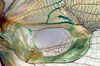 CollectionObject 1504161; 1ff01194-cd69-40ee-aae0-19a7ef2863f0: male mirror (holotype). (CollectionObject).
