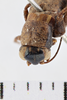 CollectionObject 1506068; c78ab8f7-fb8e-4f1e-8d5b-b48b56b0f9e7: Female, syntype. Chile. (CollectionObject).