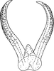 Aedeagus, ventral view: Aedeagus, dorsal view. (Observation).