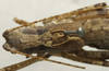 CollectionObject 1535094; 88f16536-4f93-4297-a1af-cd143ebf1639: male pronotum, dorsal view (syntype). (CollectionObject).