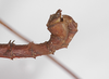 CollectionObject 1560252; f7984033-1e16-4cfe-b007-fe690a1f27d1: copyright ZMB, Berlin. male: end of abdomen, lateral view (holotype). (CollectionObject).