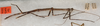 CollectionObject 1559010; b1b7af32-929c-4341-b187-0c427688e1ac: copyright USNM, Washington. (CollectionObject).;CollectionObject 1559011; 4b79db5f-56ee-41d9-945c-417a68134647: copyright USNM, Washington. (CollectionObject).