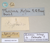 CollectionObject 1560484; f6603ba9-6a6d-4e43-8072-c0f24cf37d24: copyright Natural History Museum, London. female, data labels (paralectotype). (CollectionObject).